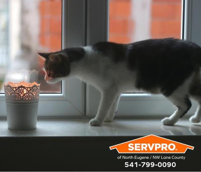 A curious cat looks at a candle sitting on a windowsill. 