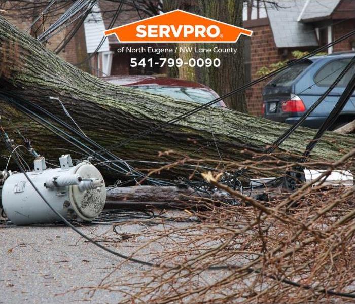 Downed powerlines and a fallen tree are seen in a neighborhood.